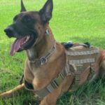Bulletproof Vests To Protect Your Dog